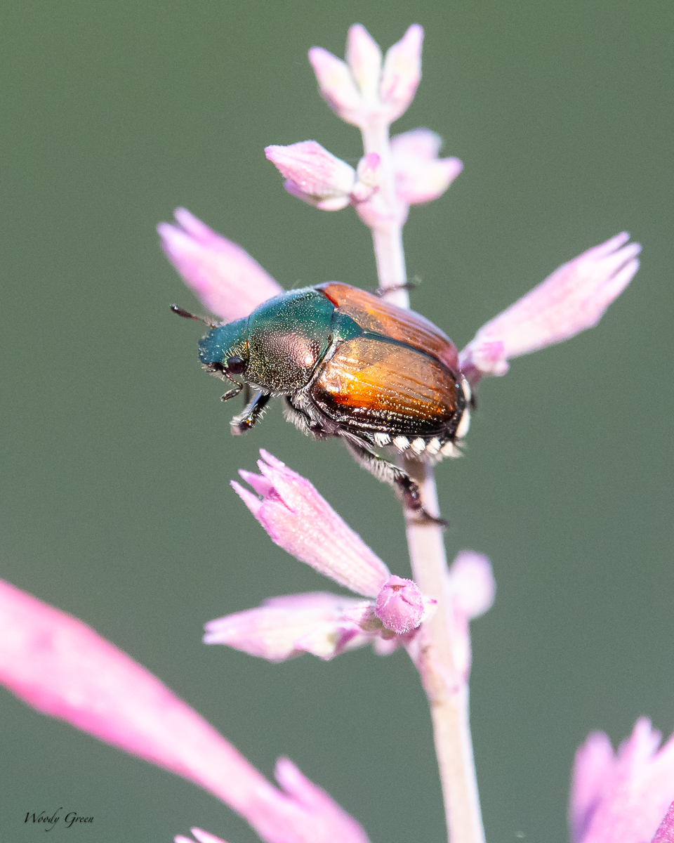Beetle-79.jpg