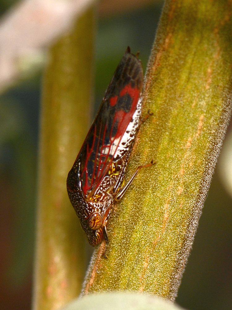 Beetle.jpg