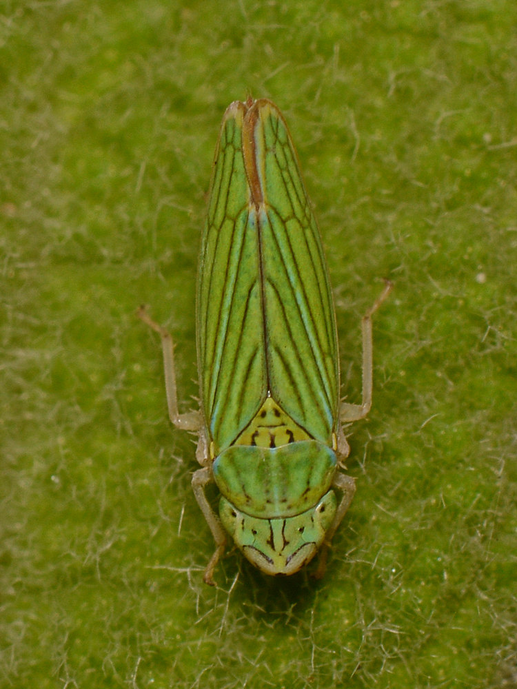 Beetle.jpg