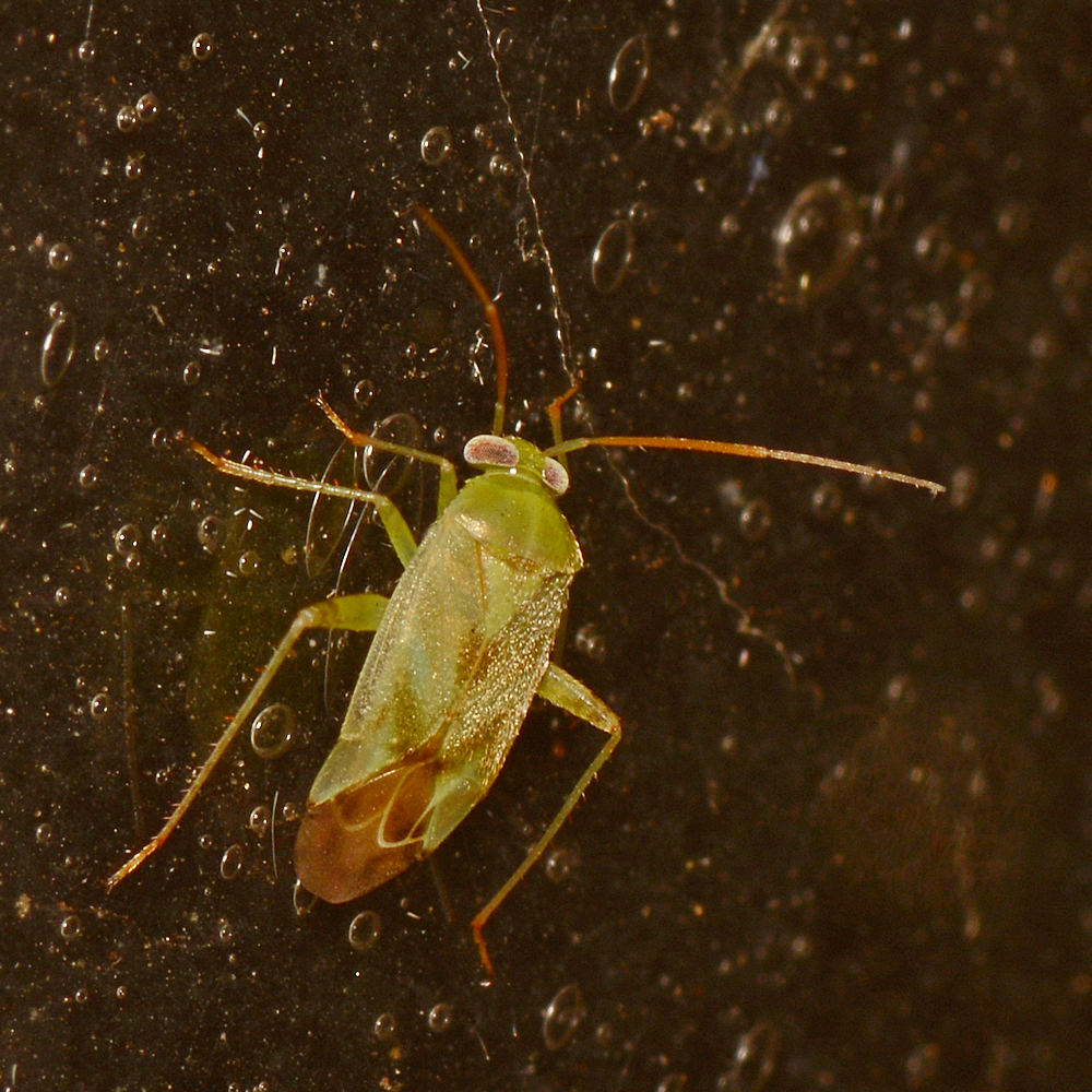 Beetle.jpg