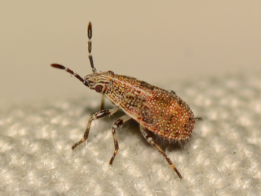 Beetle.jpg