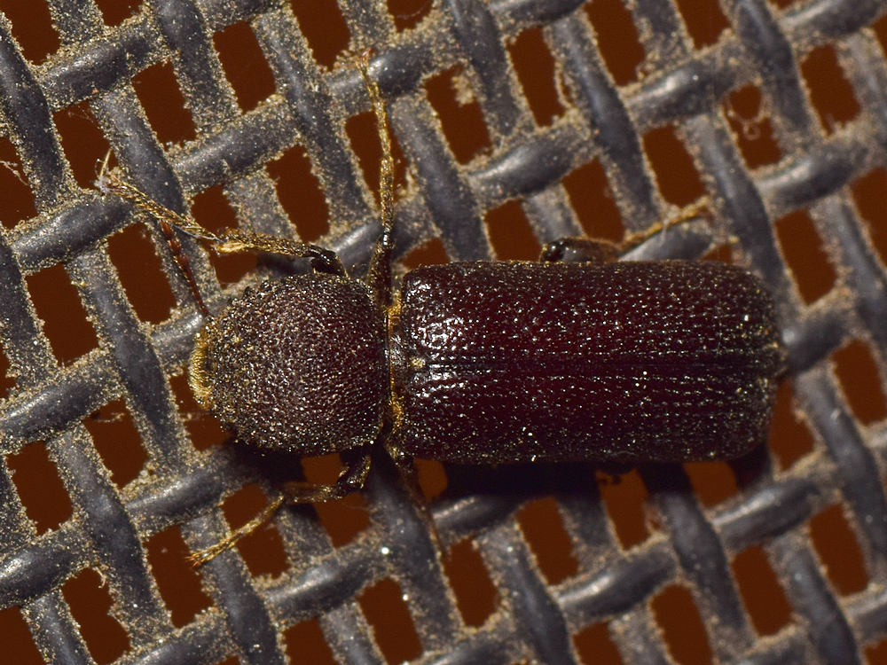 Beetle.jpg