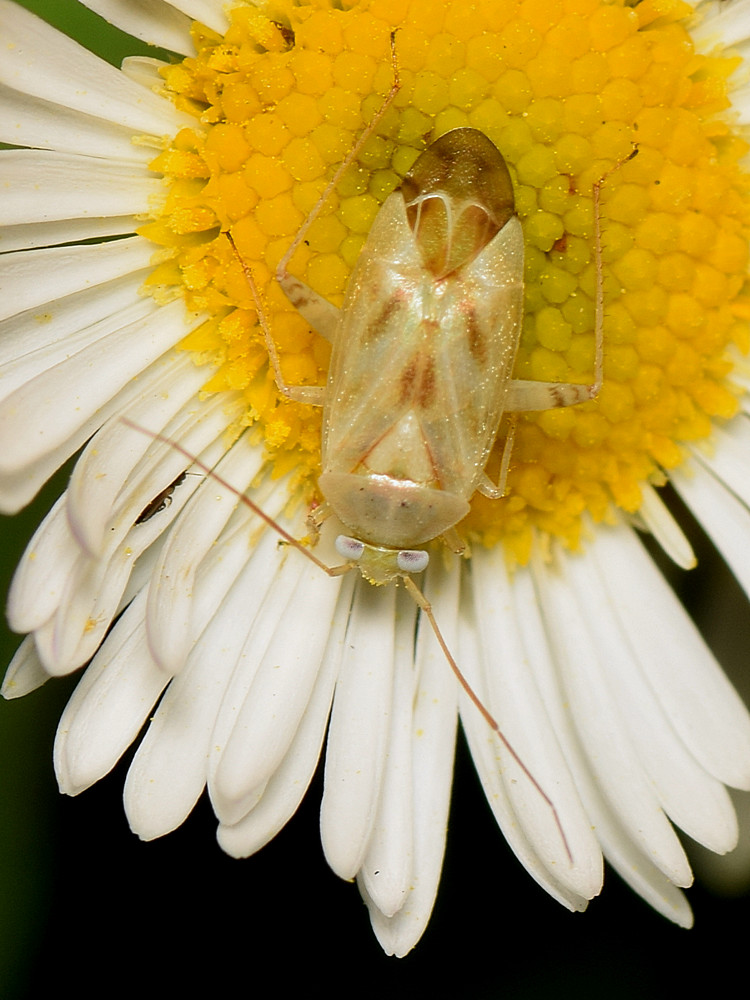 Beetle.jpg