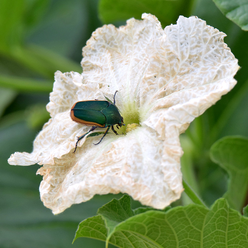 Beetle.jpg
