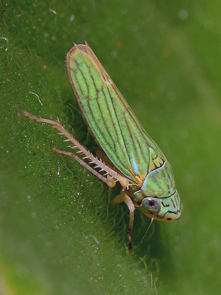 Beetle.jpg