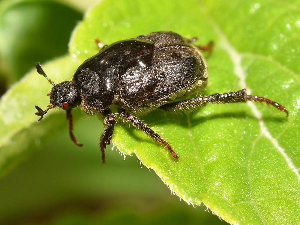 Beetle.jpg