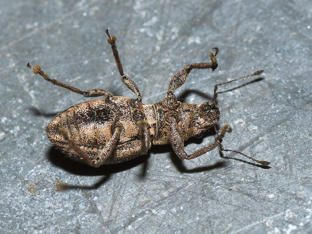 Beetle.jpg