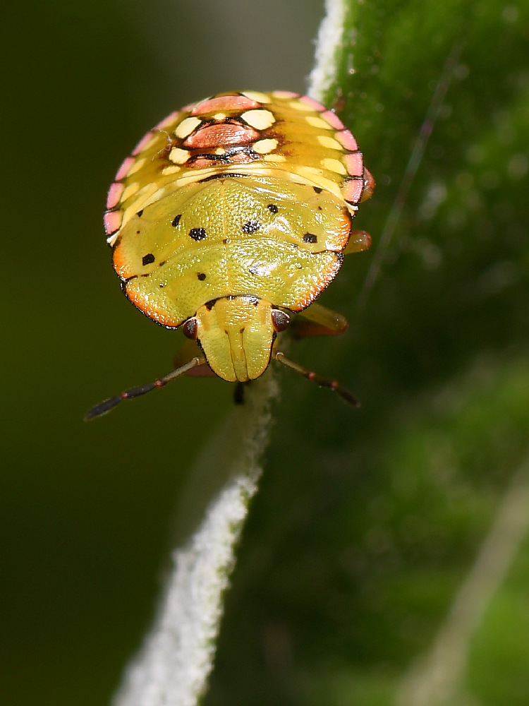 Beetle.jpg