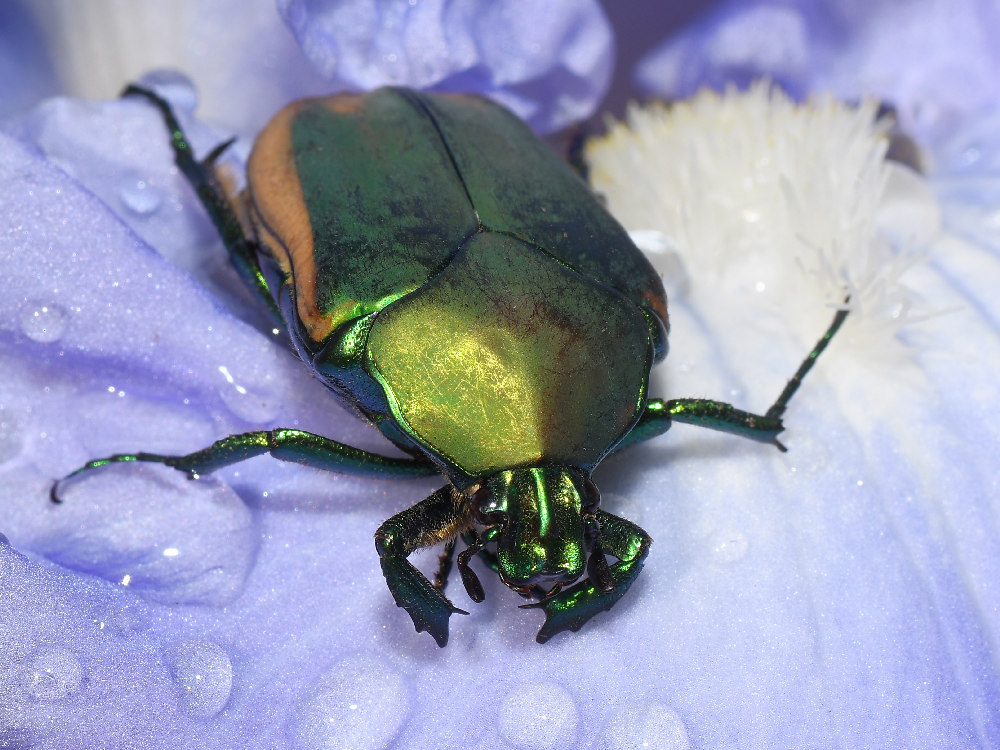 Beetle.jpg