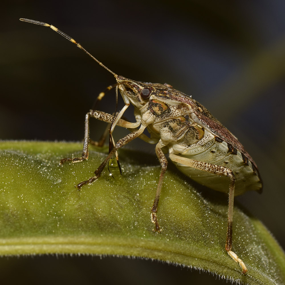 Beetle.jpg