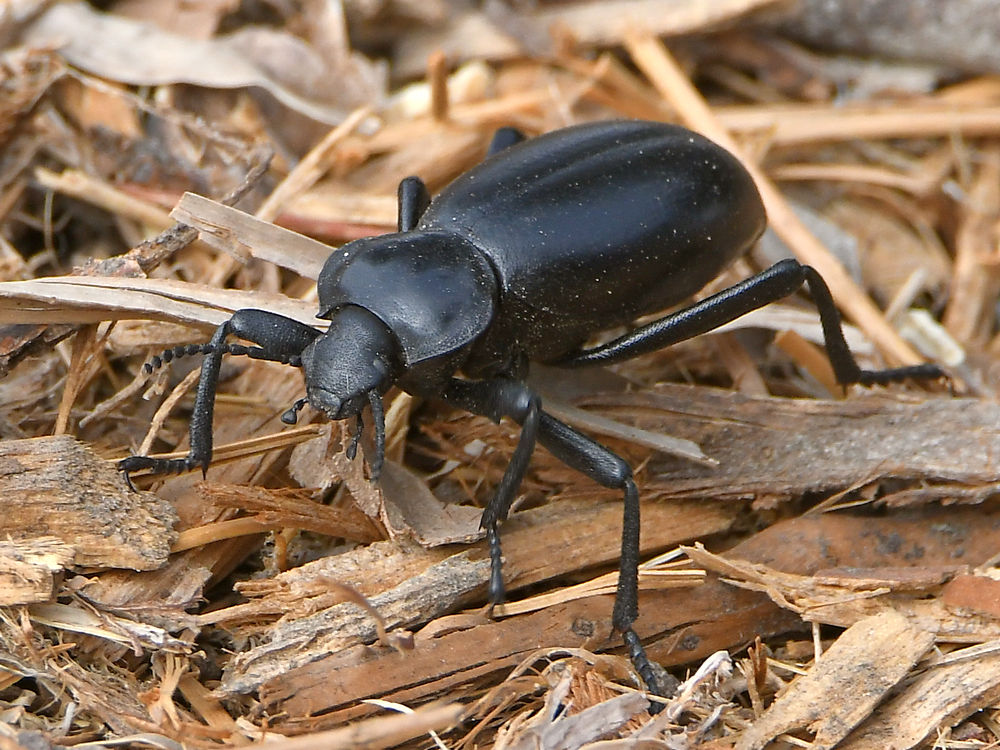 Beetle.jpg