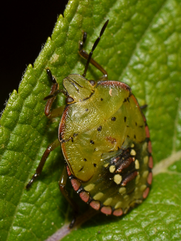 Beetle.jpg