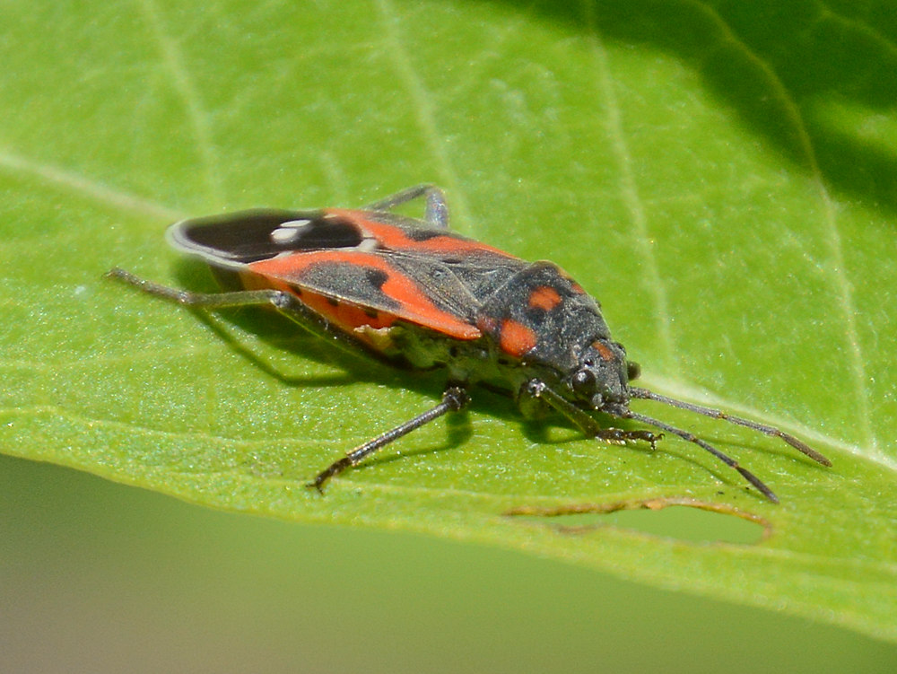 Beetle.jpg