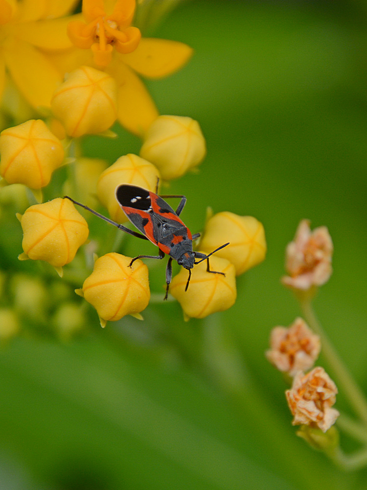 Beetle.jpg