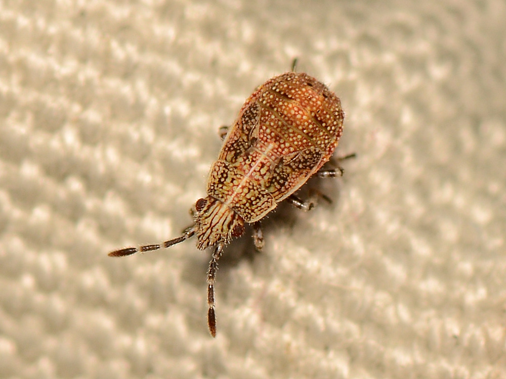 Beetle2.jpg