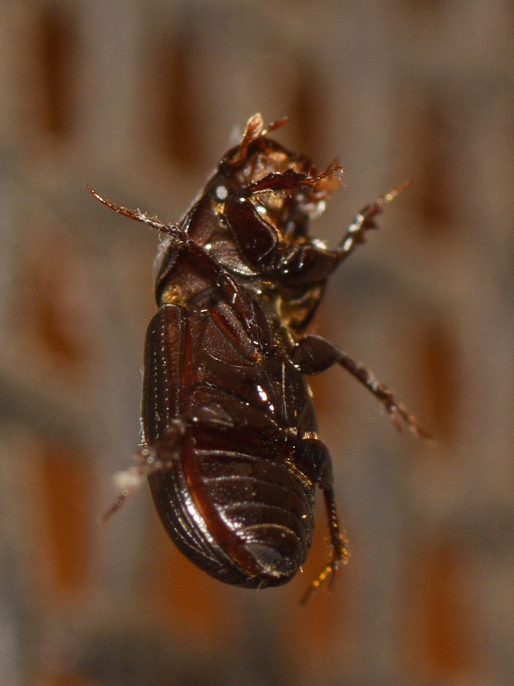 Beetle2.jpg