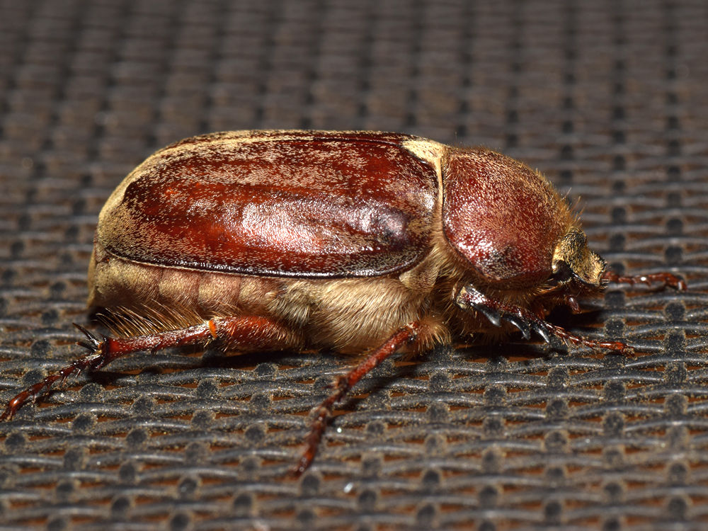 Beetle2.jpg
