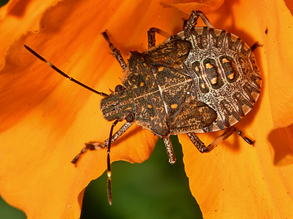 Beetle2.jpg
