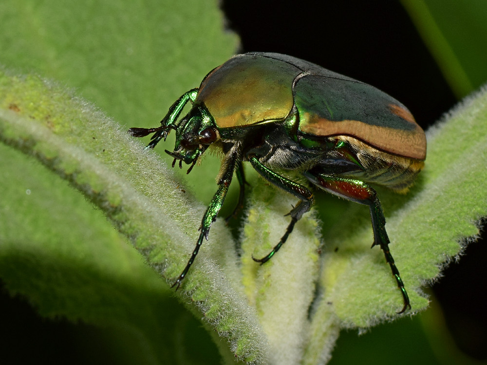 Beetle2.jpg