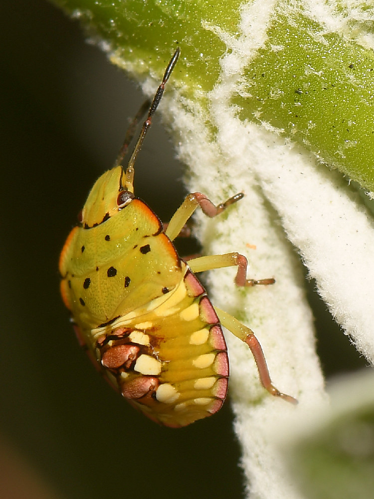 Beetle2.jpg