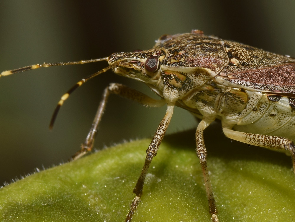 Beetle2.jpg