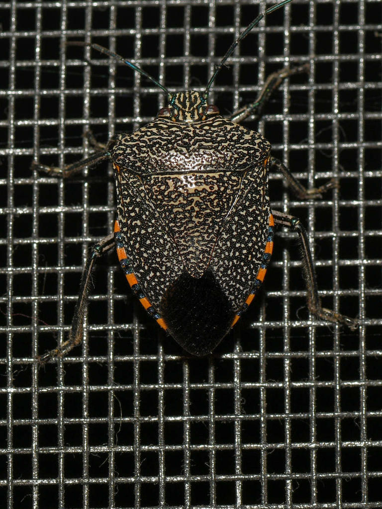 Beetle2.jpg