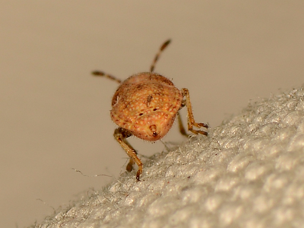 Beetle3.jpg