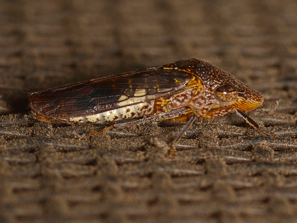 Beetle3.jpg