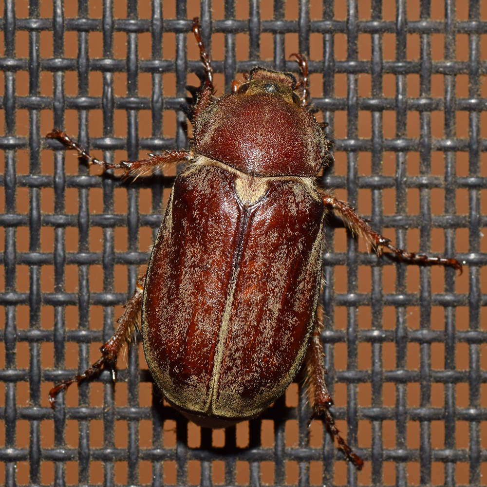 Beetle3.jpg