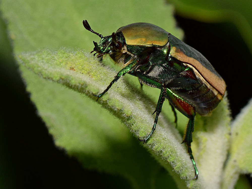 Beetle3.jpg