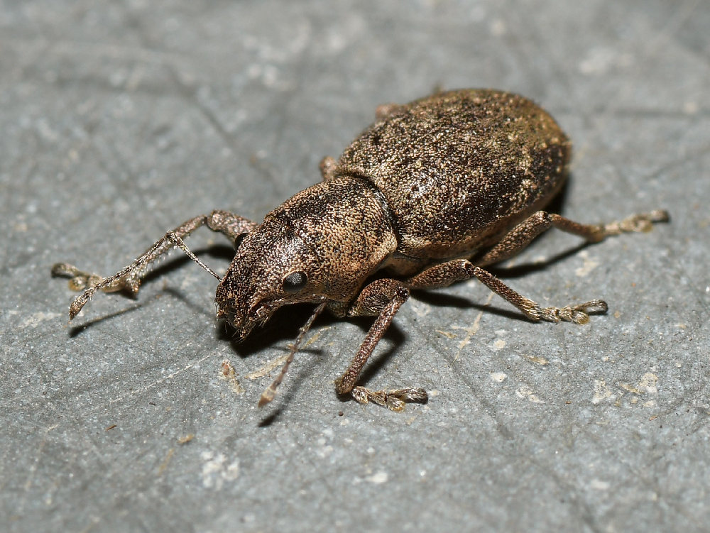 Beetle3.jpg