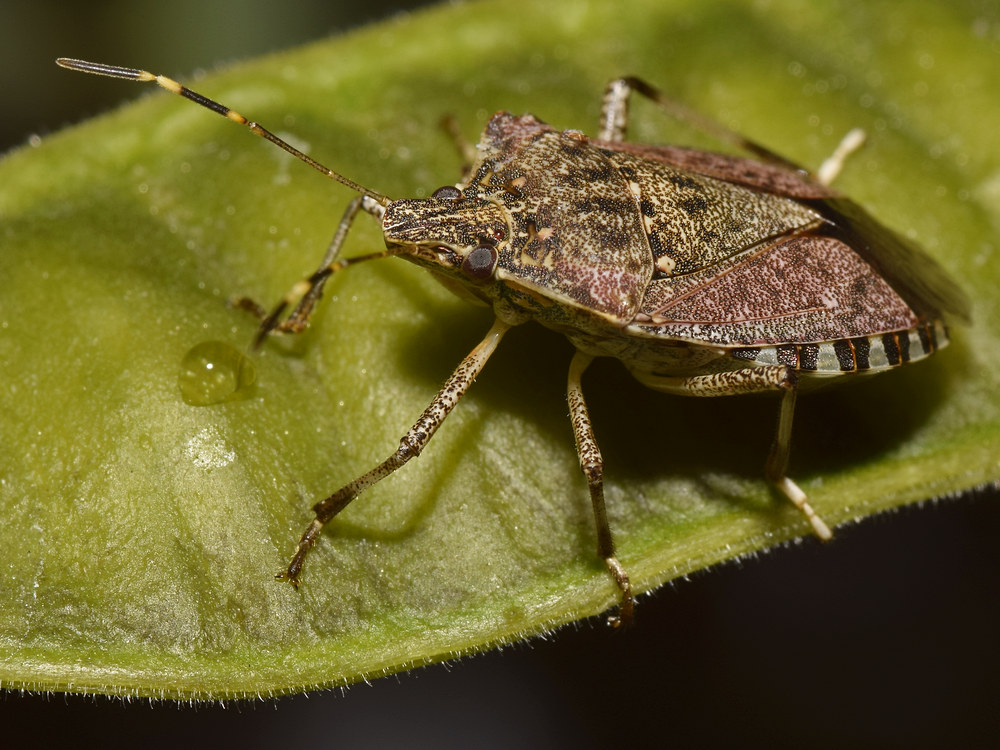 Beetle3.jpg