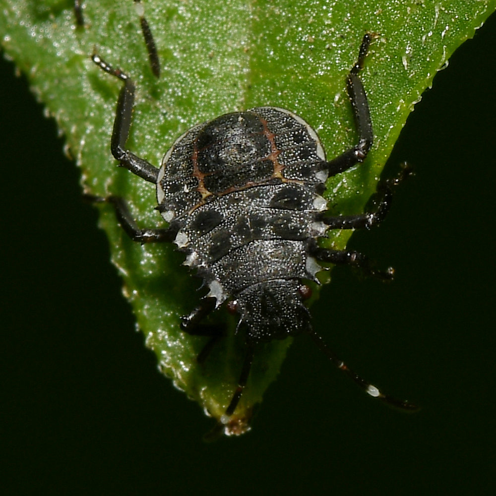 Beetle3.jpg