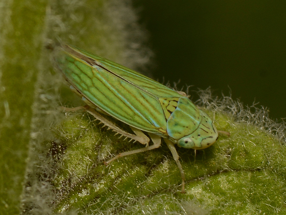 Beetle4.jpg