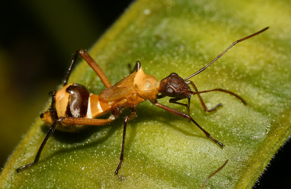 Beetle4.jpg