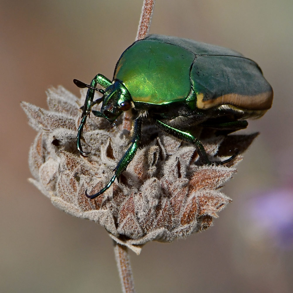 Beetle4.jpg