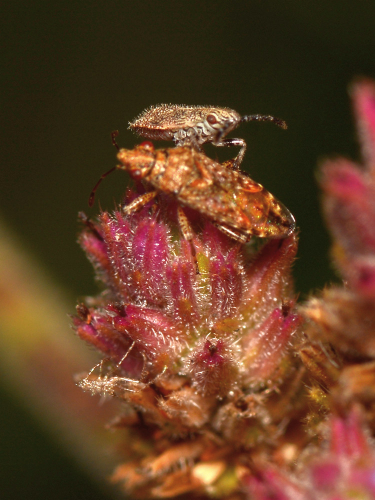 Beetle5.jpg