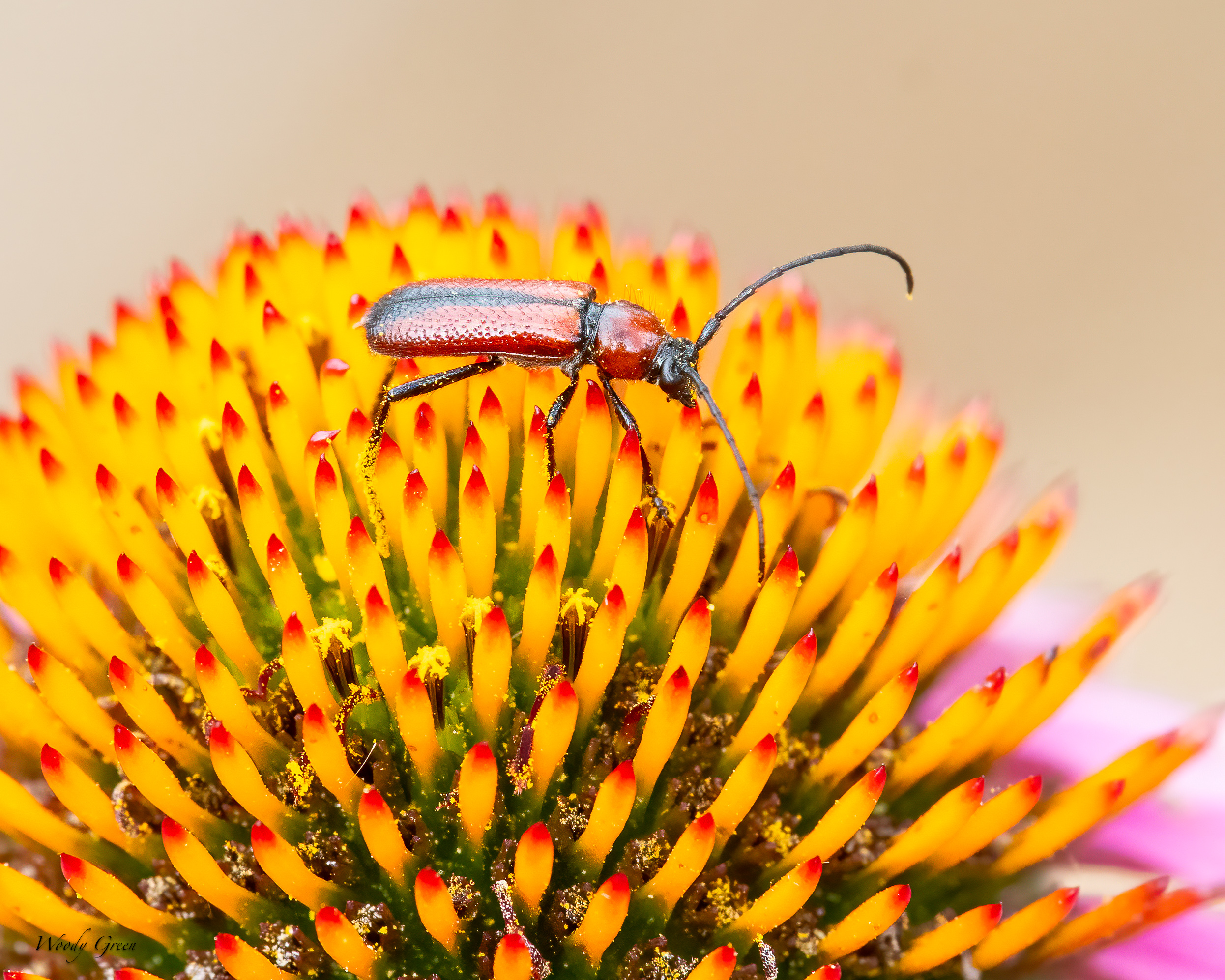 BeetleFlower-36.jpg