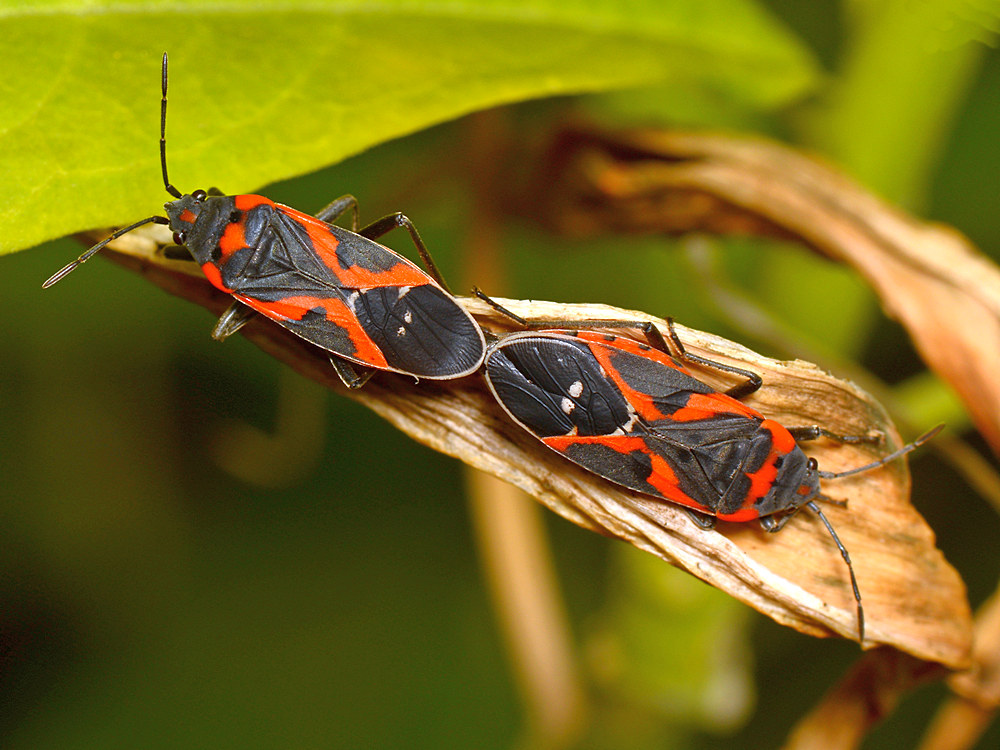 Beetles.jpg