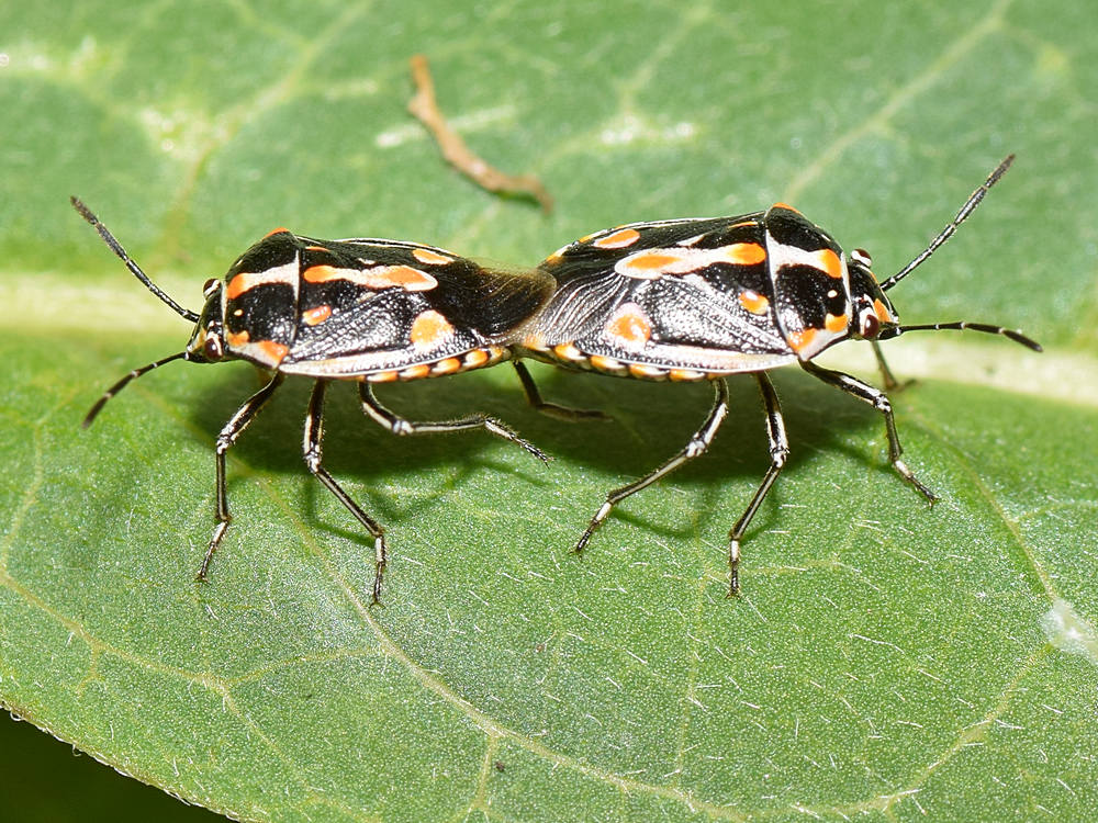 Beetles.jpg