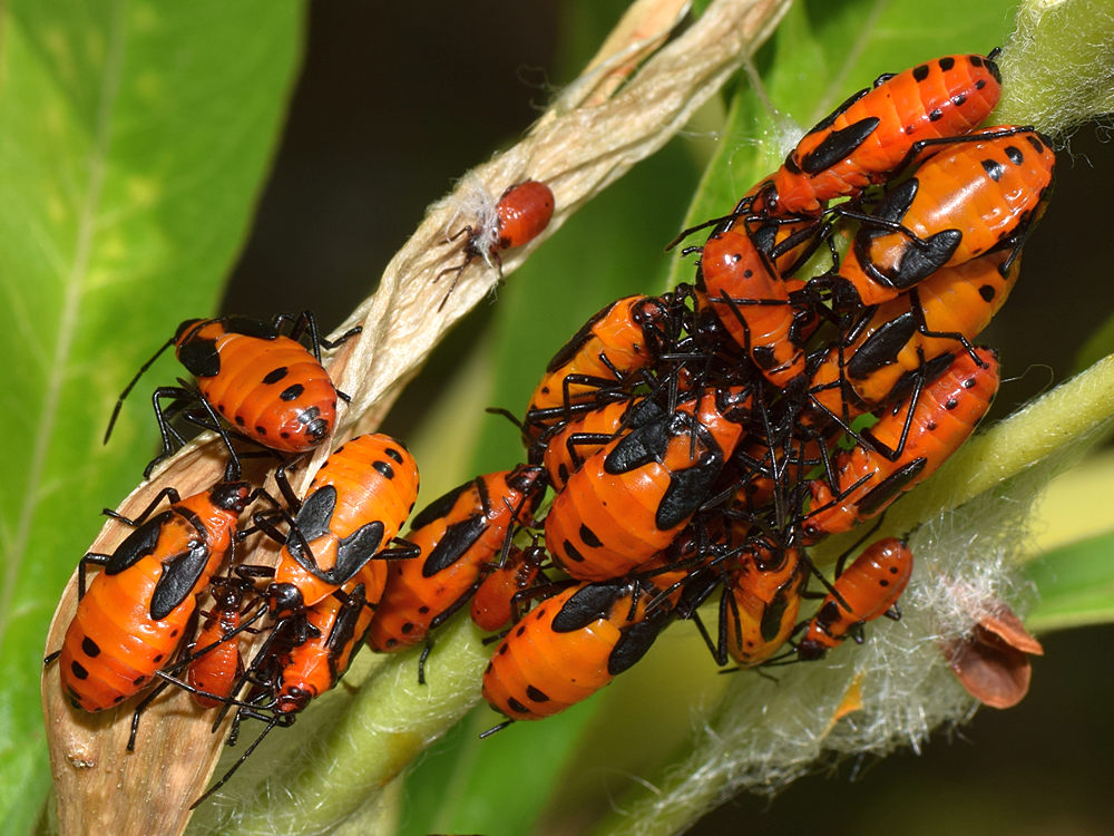 Beetles.jpg