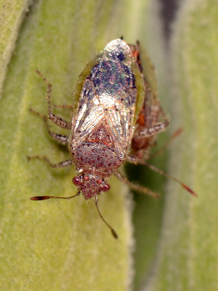 Beetles2.jpg