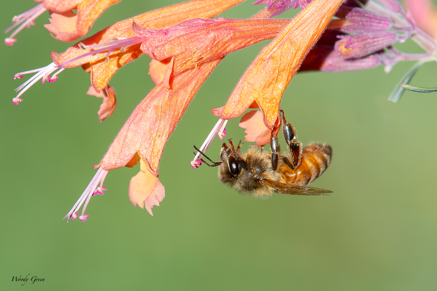 BeeUnderFlowers-295.jpg
