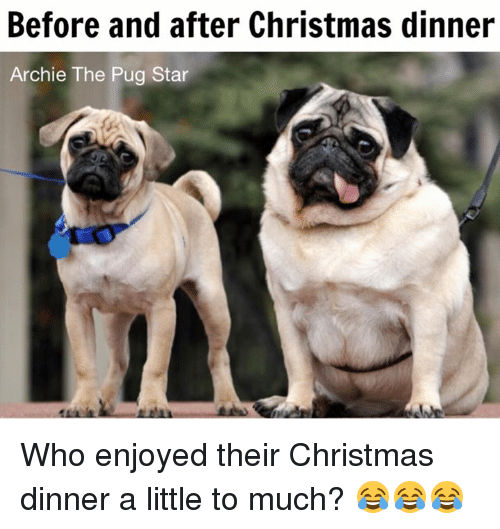 before-and-after-christmas-dinner-archie-the-pug-star-we-9910051.png