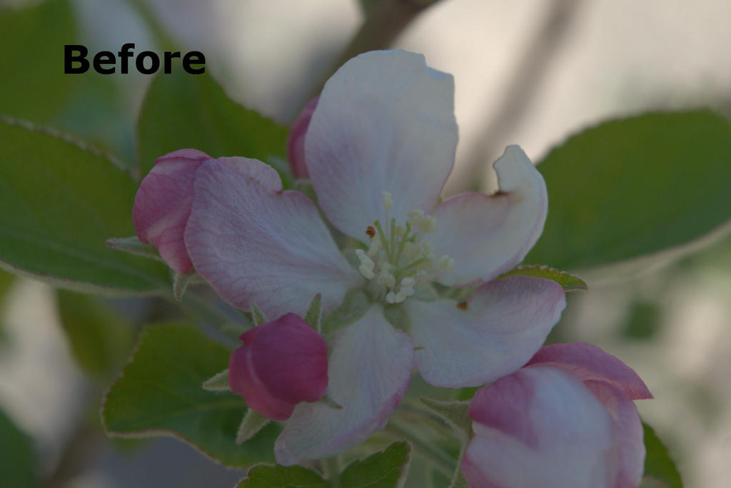 before-bloom.jpg