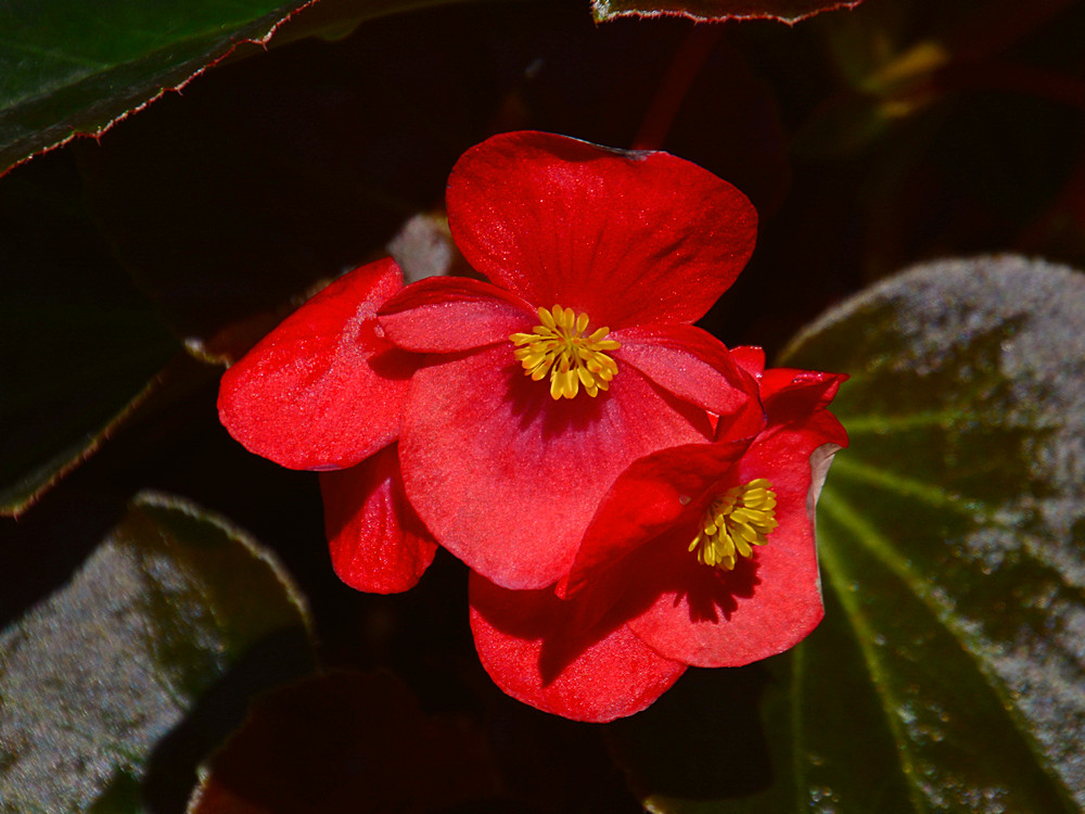 Begonia.jpg