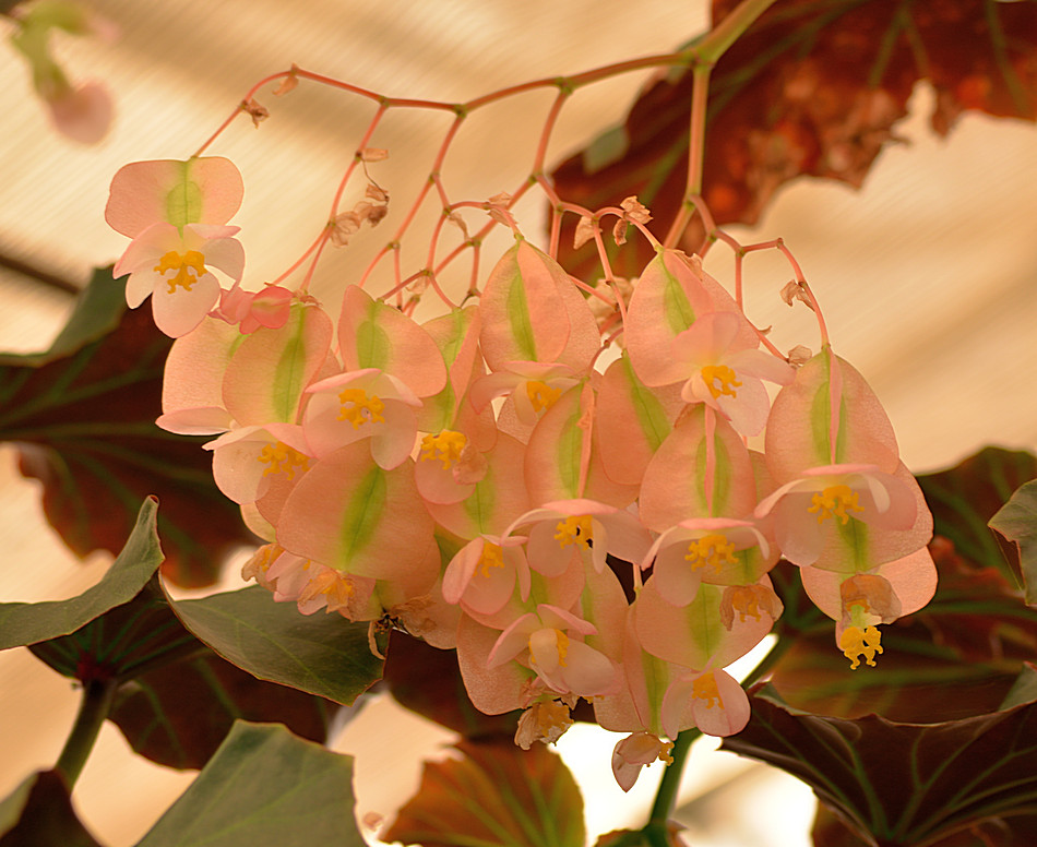 Begonia25Nov.jpg