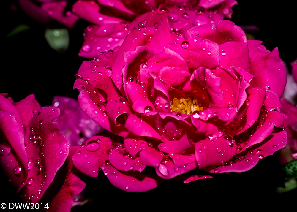 Bejewelled Rose (1 of 1).jpg