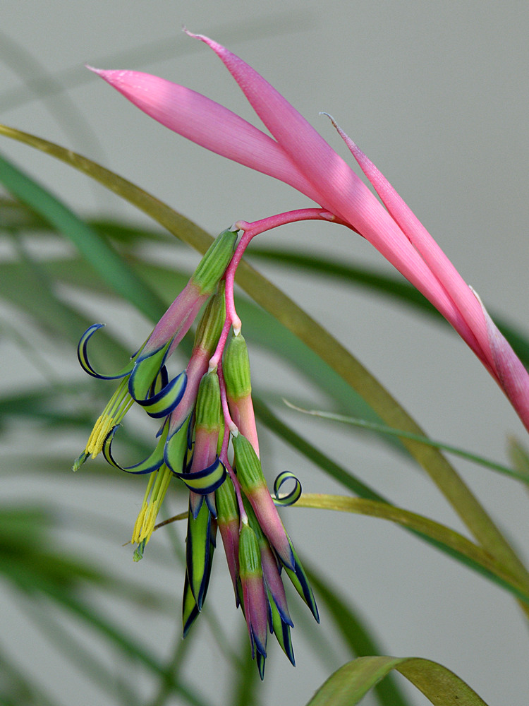 Belbergia2.jpg