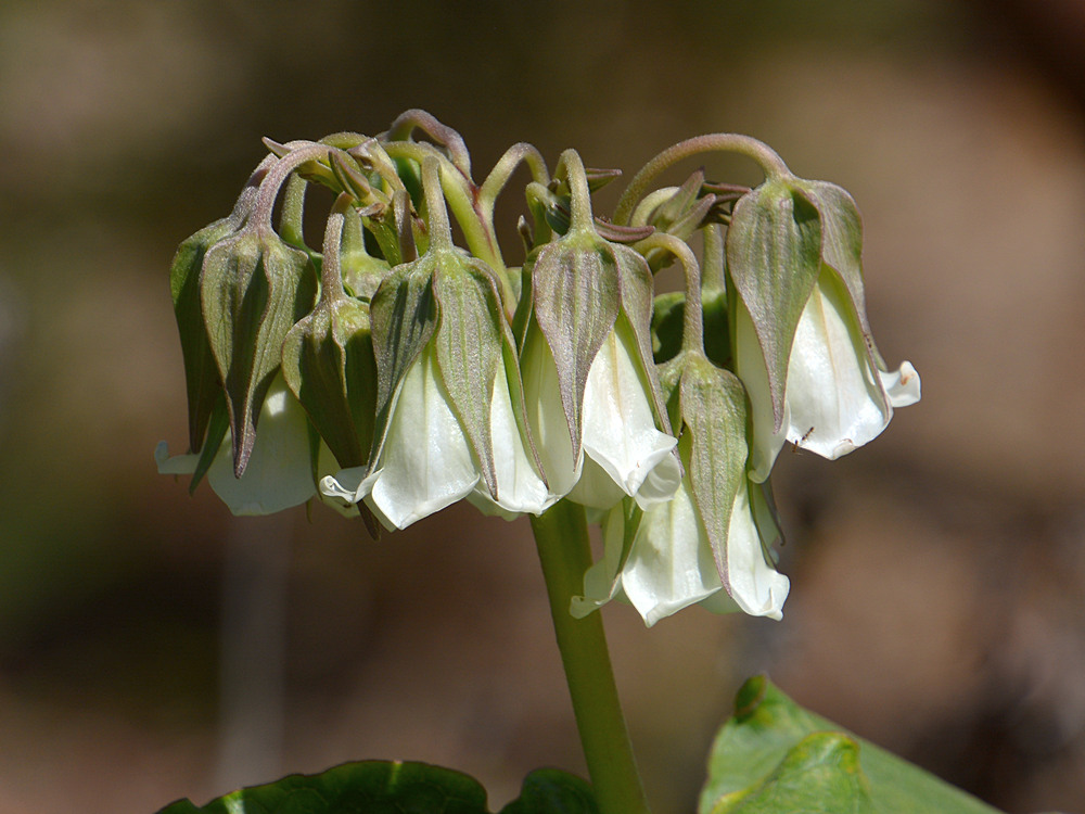 BellFlowers.jpg